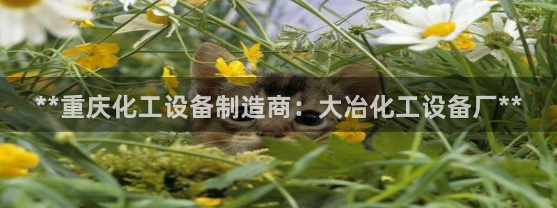 天辰娱乐平台用户评价与反馈